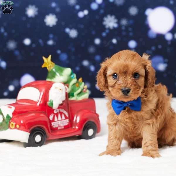 Belmont, Cavapoo Puppy